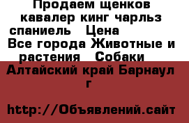 Продаем щенков кавалер кинг чарльз спаниель › Цена ­ 60 000 - Все города Животные и растения » Собаки   . Алтайский край,Барнаул г.